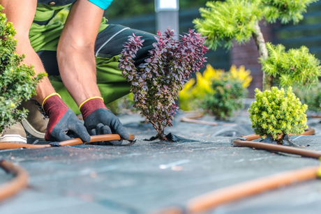 Gardener installing drip irrigation system around plants. Black gloves and brown tubing.